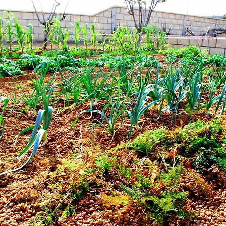 Casa Del Sur, En El Sur De Tenerife * Granadilla De Abona