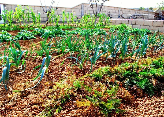 Casa Del Sur, En El Sur De Tenerife * Granadilla De Abona